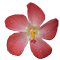 hoa cây sâm bố chính đồng tháp 